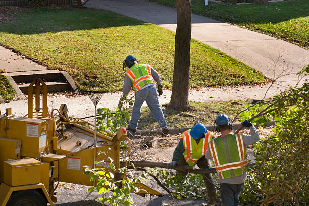 Best Tree Trimming Near Me  in Chaparral, NM